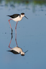 セイタカシギ雄成鳥(Black-winged Stilt)