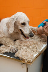 スタンダードプードルの散髪
