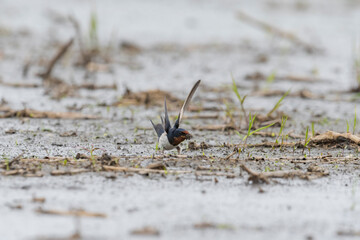 巣材の泥をくわえるツバメ(Barn swallow)