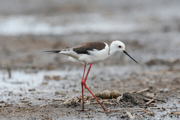 セイタカシギの巣と卵(Black-winged Stilt)