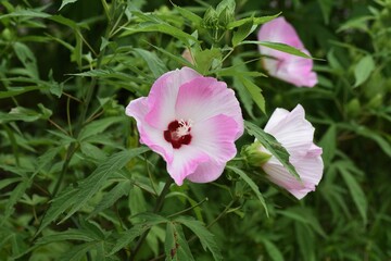 Taitanbicus is a Malvaceae perennial plant with large beautiful flowers that bloom from July to October.