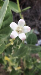 The Beautiful White Flower In Desert 