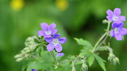 Fototapeta premium purple flowers in the garden