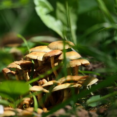 mushrooms in the forest