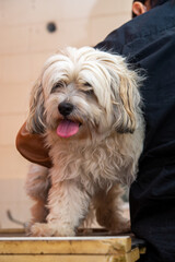 小型犬の爪切り