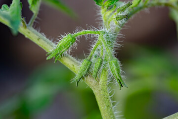 Budding tomato plants