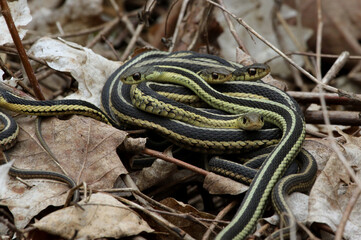 A pile of Eastern Garter Snakes (Thamnophis sirtalis sirtalis) in the leaf litter.  Shot in Waterloo, Ontario, Canada.