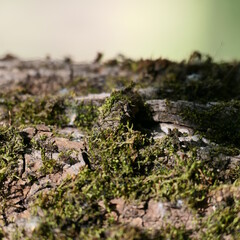 moss on stone