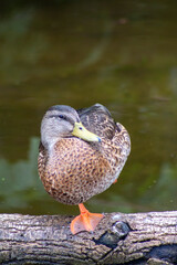 duck on the lake