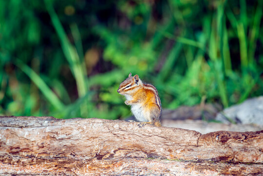 Least Chipmunk Neotamias Minimus On A Log 