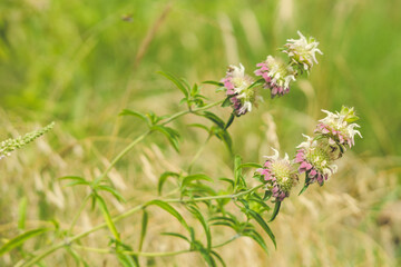 Flowers on a summer day in a Texas nature reserve.