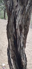 A Dry Old Tree in Desert Forest