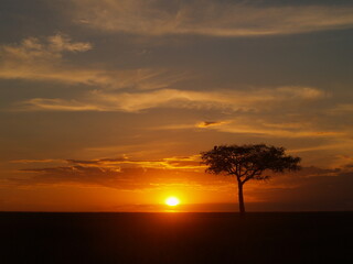 Fototapeta na wymiar Acacia Sunset
