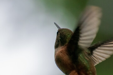 Rufous Hummingbird, Washington