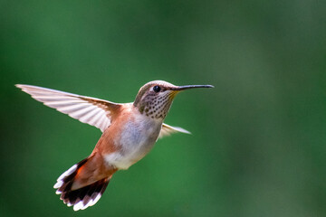 Rufous Hummingbird, Washington