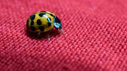 Ladybug on red texture
