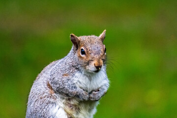 Cute grey squirrel at feeder 