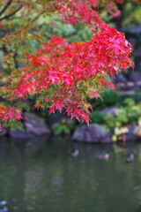 Fototapeta na wymiar 紅葉の清見庭園で秋を感じる