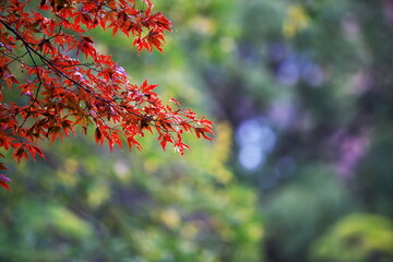 雨天の清澄庭園で見つけた秋