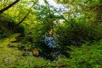 Obraz premium Tranquil Whidbey Island Pond