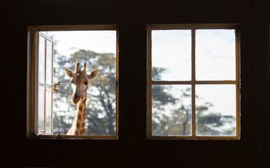 Girafa vista através de janela em hotel do Quênia
