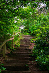 Obraz premium Staircase In The Forest