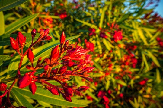 Red beautiful blossomed Oleander flowers