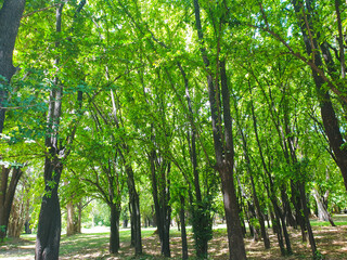 he view of the green trees in the forest.