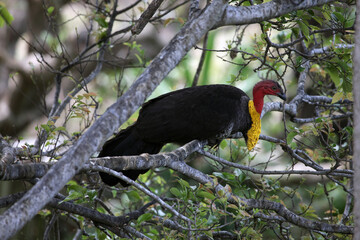 A wild bush turkey in a tree in residential area of Queensland, Australia