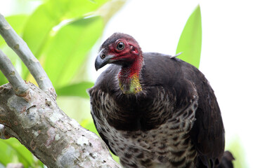 A wild bush turkey in a tree in residential area of Queensland, Australia