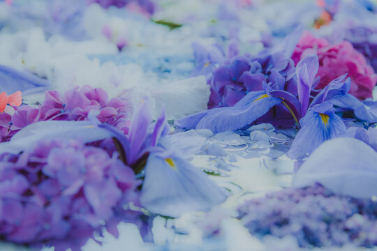 240 Best 宮地嶽神社 Images Stock Photos Vectors Adobe Stock