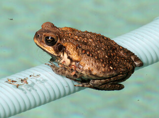 Closeup of a cane toad in a suburban backyard pool in Queensland Australia
