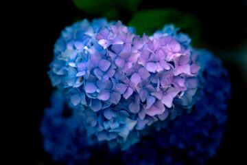 日本のアジサイ