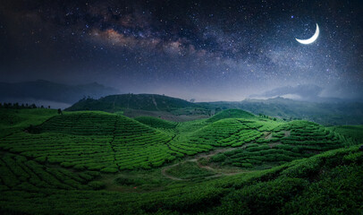 Tea Field night landscape with moon and stars