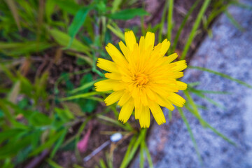 yellow dandelion flower