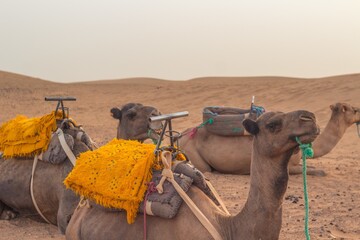 Camels laying on the hot sand of the Sahara Desert