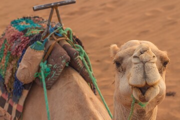 Selective focus shot of the Arabian camel in the desert