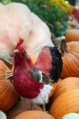 A brightly coloured rooster and chicken in a chicken enclosure