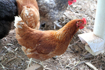 A brightly coloured rooster and chicken in a chicken enclosure