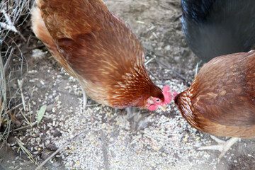 A brightly coloured rooster and chicken in a chicken enclosure