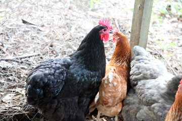 A brightly coloured rooster and chicken in a chicken enclosure