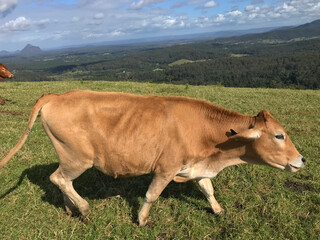 Cows grazing in a rural field with blue sky and clouds in background, surrounded by hills