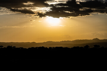 Céu amarelo em entardecer na Savana Africana da Tanzania  no parque nacional do Serengeti 