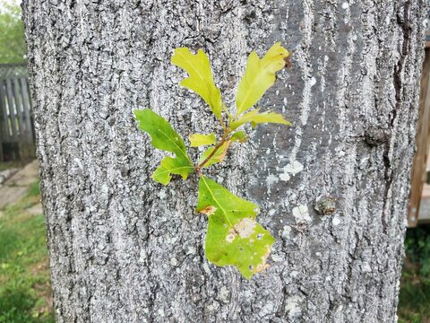 oak tree bark with branch with small green leaves