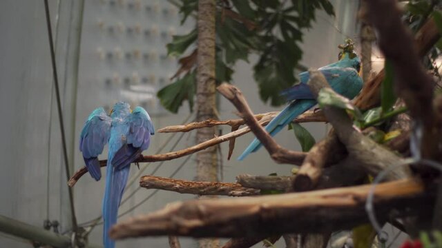 Two colorful parrots sitting on a tree in the tropical rainforest at the Academy of  Sciences in San Francisco California