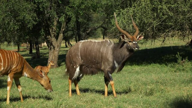 Njala herd eating grass in luscious grassland area.