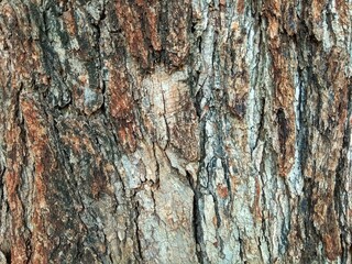 Old Neem tree bark texture for the background