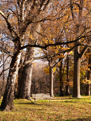 A chair in a park in autumn