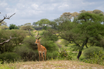 Antílope / veado em Safari na Africa 