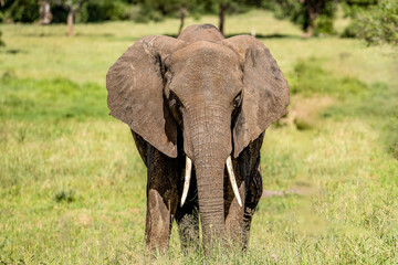 Elefantes em Safari no parque Serengeti na Tanzania 